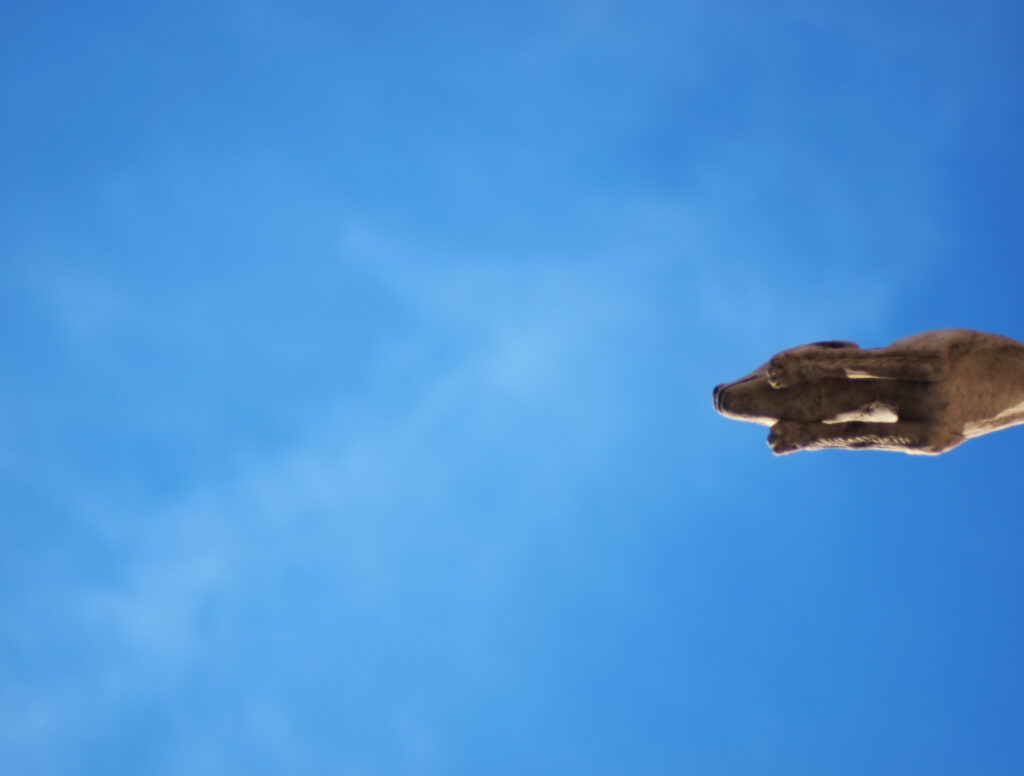 dog jumping with blue sky background